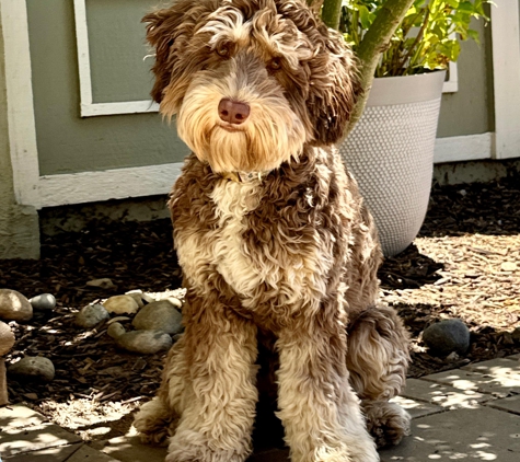 Loving Labradoodles - Morgan Hill, CA