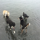 Salty Dogs walking and pet services