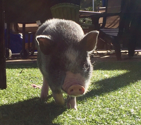 Barn Animal Buddies - Lakeside, CA