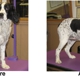 Dapper Dog Pet Grooming