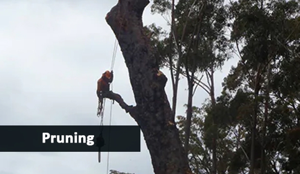 Mckill's Tree Service - Berrambool, NSW. Pruning