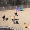 NEW ENGLAND DOG TRAINING gallery