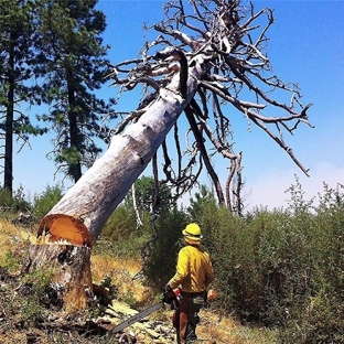 Forest Tree Service MN - Brainerd, MN