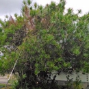 808 Tree Care - Arborists