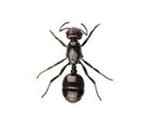 BP Homecare Pest Control - North Perth, WA. Black Ants