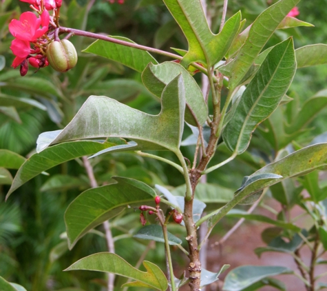 M&L Nursery - Loxahatchee, FL