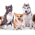Clark's Companion Dog Training