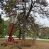 T&C Tree Services gallery