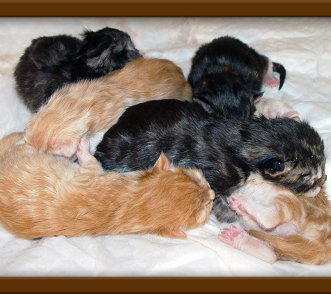 LapCats Cattery - Auburn, KS