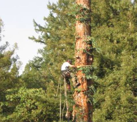 Martin's Tree Works - ben lomond, CA