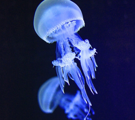 Jellyfish Warehouse - Charlotte, NC