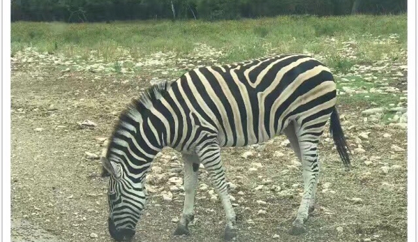 Natural Bridge Wildlife Ranch