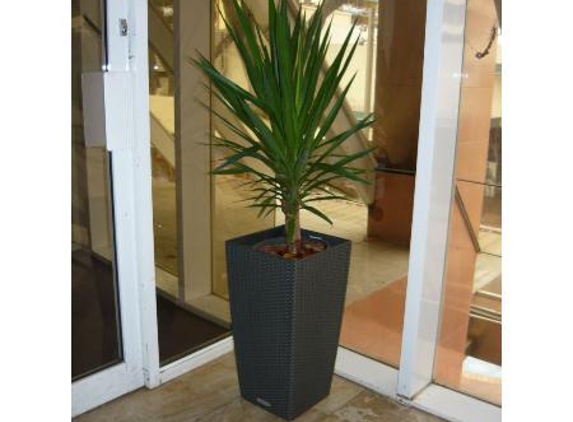 Quality Indoor Plants Hire - Girraween, NT