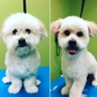 paradise pets grooming and daycare