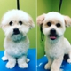 paradise pets grooming and daycare