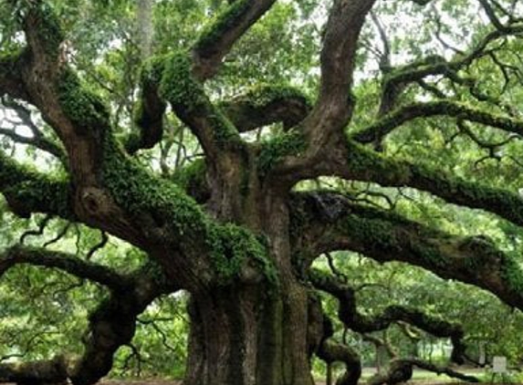 DTS Tree Service - Lake Helen, FL