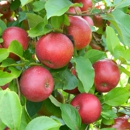 Baugher's Orchard & Farm - Fruit & Vegetable Markets