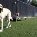 Puppies Love our Daycare - Dog Day Care