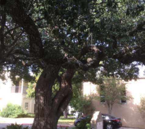 Legendary Trees - Fort Worth, TX