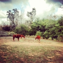 Santiago Equestrian Center - Stables