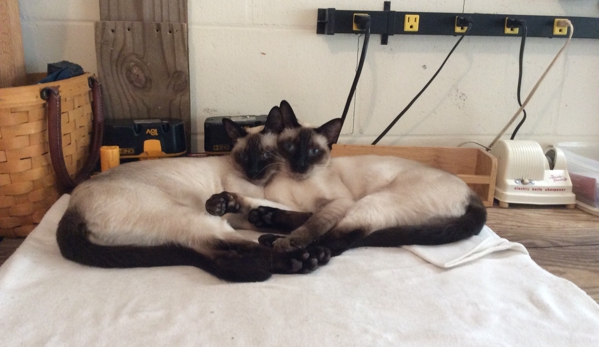 Siamese Kisses - Childersburg, AL