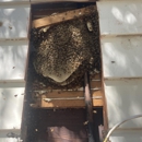 Bee Conscious Removal - Bee Control & Removal Service