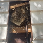 Bee Conscious Removal