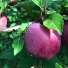 Hackett's Orchard