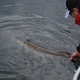 Voyageurs Adventures- Kabetogama Fishing Trips!