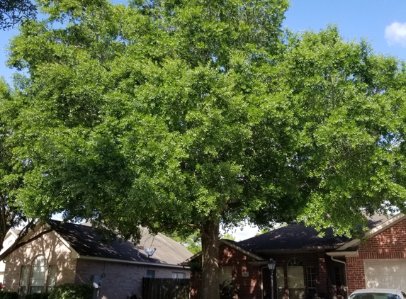 Katy Tree Services - Katy, TX