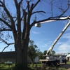 Zielinski's Tree Services gallery