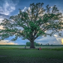 Landmark Tree Care - Arborists