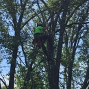 Dave's Tree & Stump Service - Tree Service