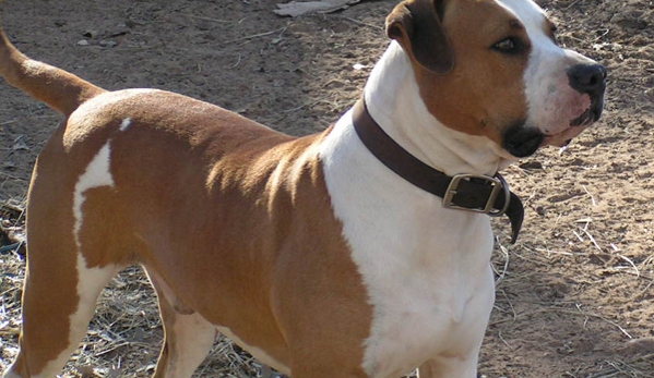 CORNERSTONE BULLDOGS AMERICAN BULLDOG - Cleburne, TX