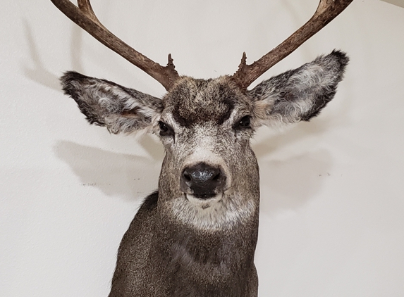 Chaney's Taxidermy - Billings, MT. Wife's 1st buck
Spot & Stock
280yrds
30-06
One shot
Dropped in it's tracks