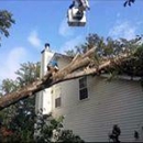 Spears Tree Service - Tree Service