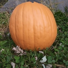 Pumpkinteeth