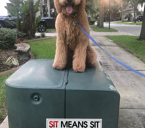 Sit Means Sit Dog Training Tampa - Tampa, FL