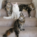 Cold Creek Maine Coon Cats & Kittens - Pet Breeders