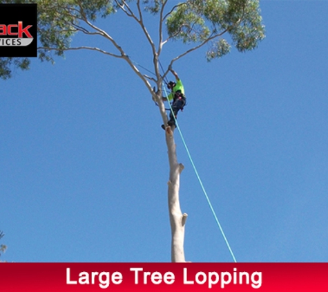 Redback Tree Services. Large Tree Lopping