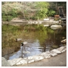 Lithia Park gallery