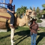 giddy up ranch pony ride  and petting zoo