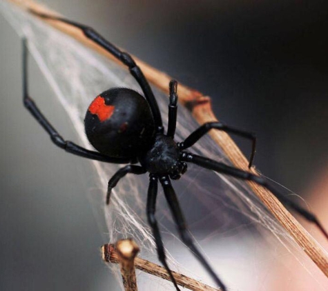 Natural Pest Control Queenslan - Bracken Ridge, QLD. Spider Control