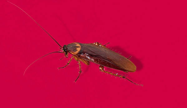Murray Pest Control - Port Augusta West, SA