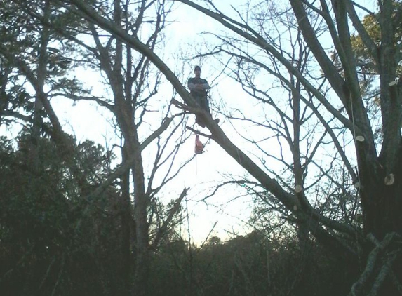 AAA Tree Service