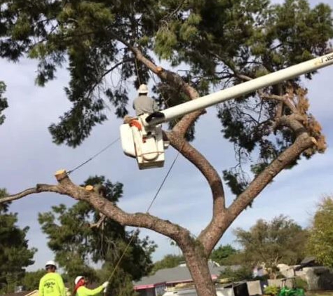 Techer's Tree Service