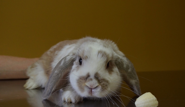 Sandy Bay Holistic Veterinary Clinic - Sandy Bay, TAS