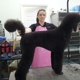 Shear Perfection Pet Salon