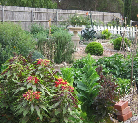 West Coast Funerals - Coomunga, SA. Amaranthus tricolour adorns the vegetable garden.