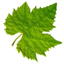 Grapevine Design + Secretarial, LLC. - Graphic Designers